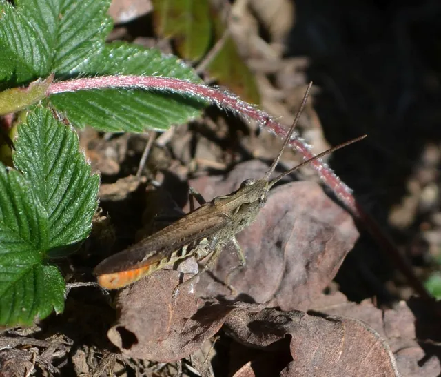 Chorthippus (Glyptobothrus) (subgenus)