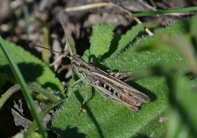 Chorthippus (Glyptobothrus) (subgenus)