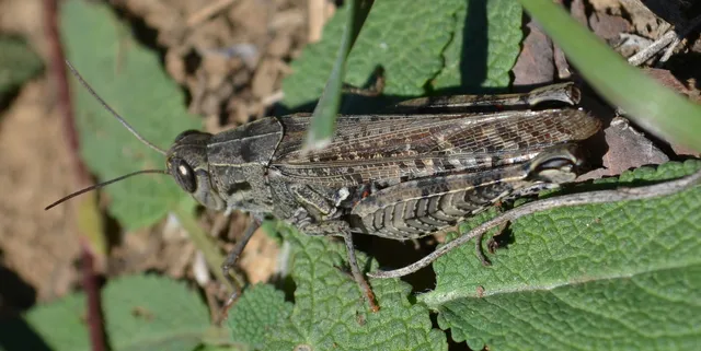 Calliptamus italicus - olaszsáska