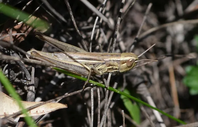 Euchorthippus declivus - rövidszárnyú rétisáska