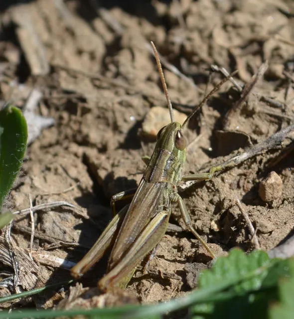 Euchorthippus declivus - rövidszárnyú rétisáska