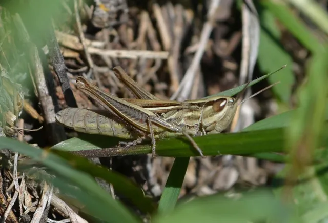 Euchorthippus declivus - rövidszárnyú rétisáska