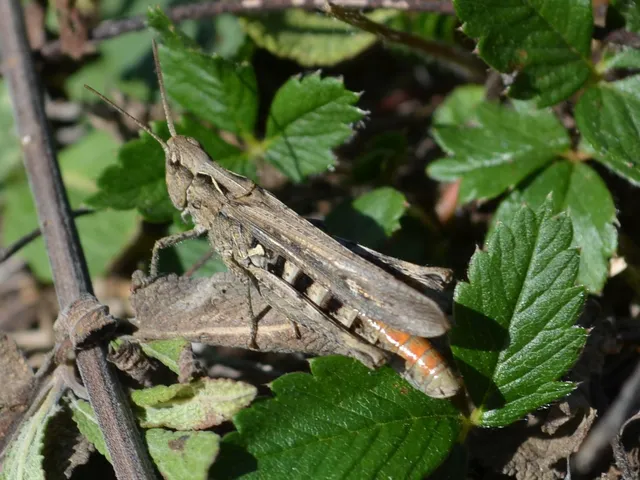 Chorthippus (Glyptobothrus) (subgenus)