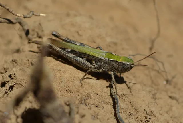 Omocestus rufipes - vöröshasú tarlósáska