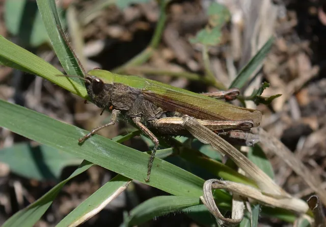 Chorthippus dorsatus - hátas rétisáska