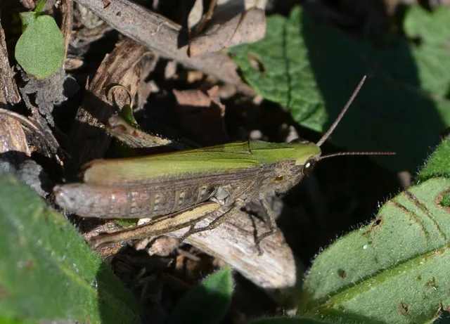Chorthippus dorsatus - hátas rétisáska