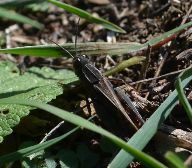 Calliptamus italicus - olaszsáska