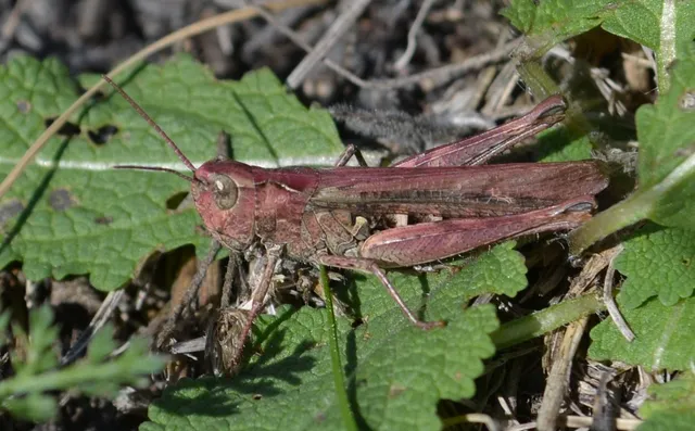 Chorthippus (Glyptobothrus) (subgenus)