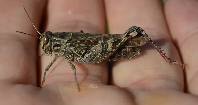 Calliptamus italicus - olaszsáska