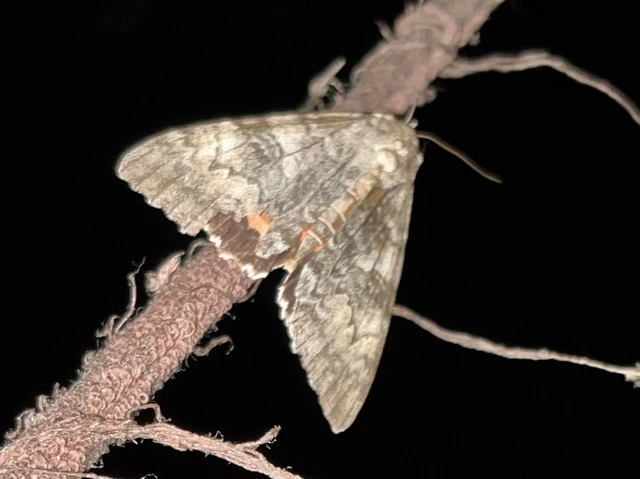 Catocala nupta - piros övesbagoly