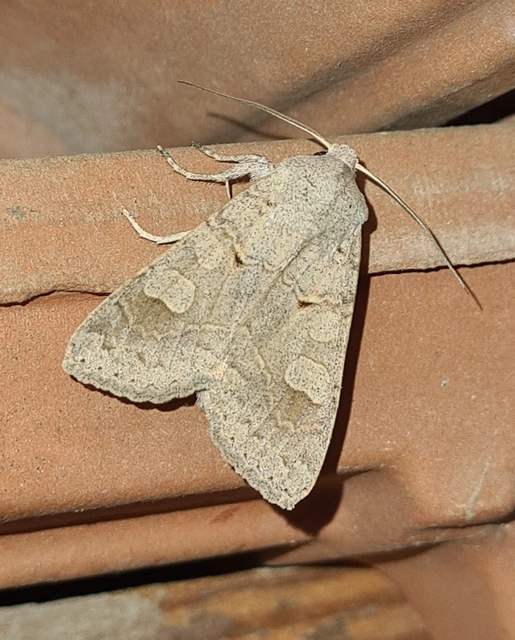 Ammoconia caecimacula - szürke őszibagoly
