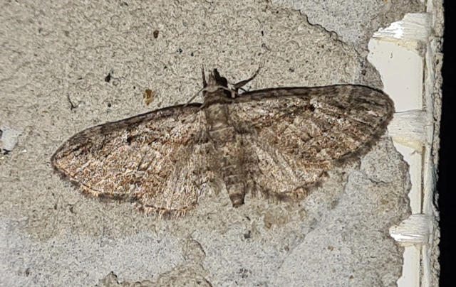 Eupithecia pusillata - lucfenyő-törpearaszoló
