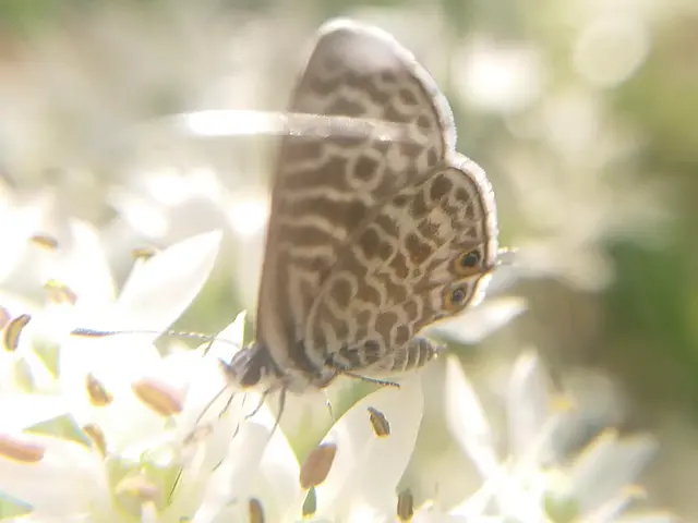 Leptotes pirithous - déli boglárka