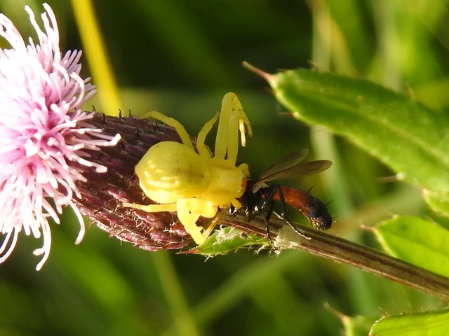 Misumena vatia - viráglakó karolópók