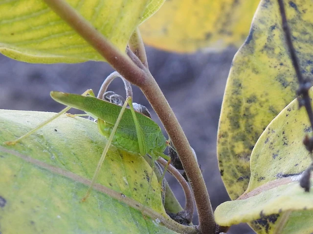 Phaneroptera nana - pontozott repülőszöcske