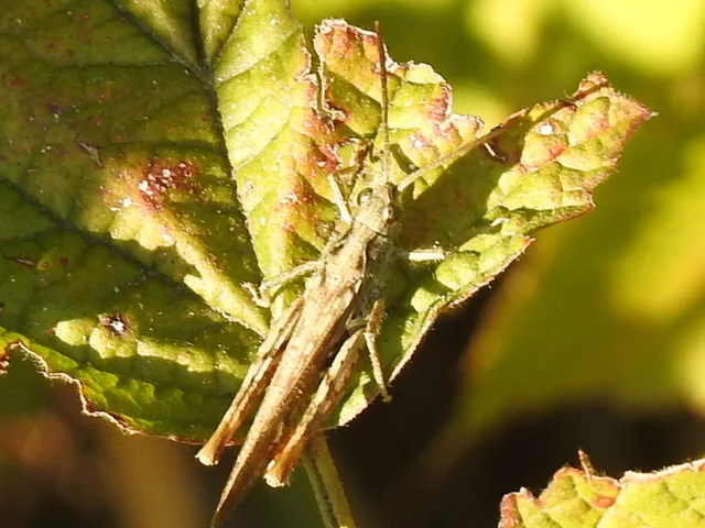 Chorthippus
