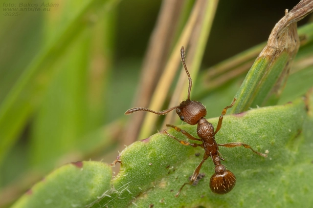 Myrmica gallienii - mocsári bütyköshangya