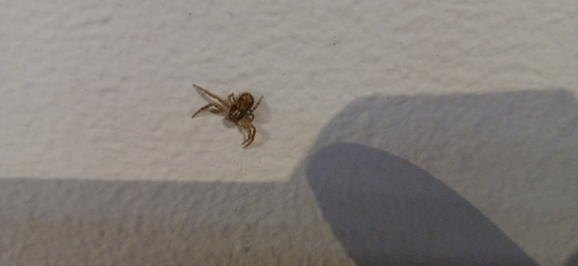 Xysticus