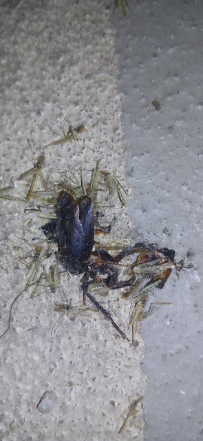 Blattodea - Csótányok