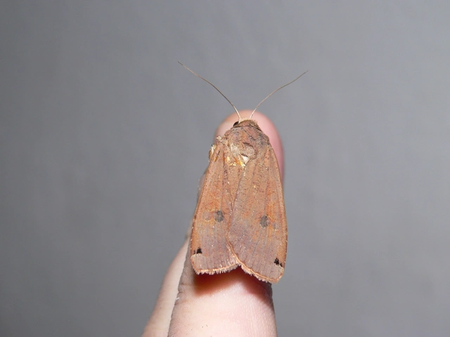 Noctua pronuba - nagy sárgafűbagoly