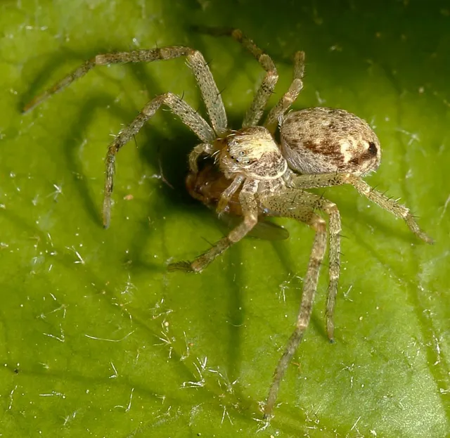 Philodromus