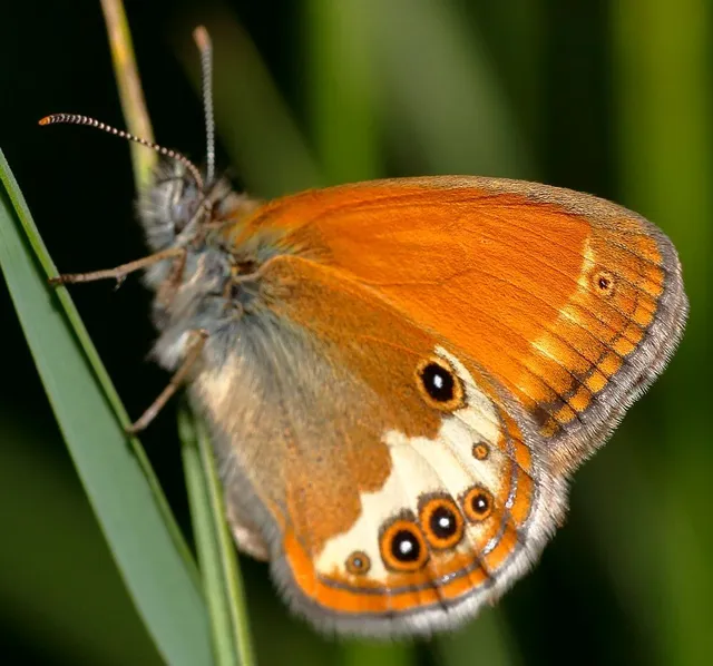 Coenonympha arcania - fehéröves szénalepke