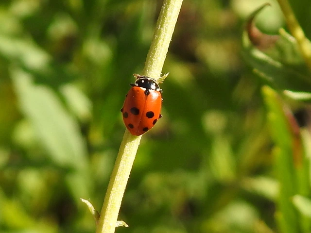 Hippodamia variegata - tizenhárompettyes katica