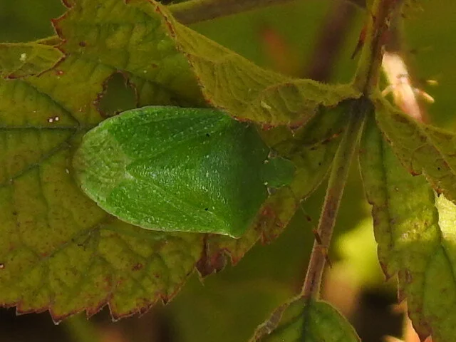 Nezara viridula - zöld vándorpoloska