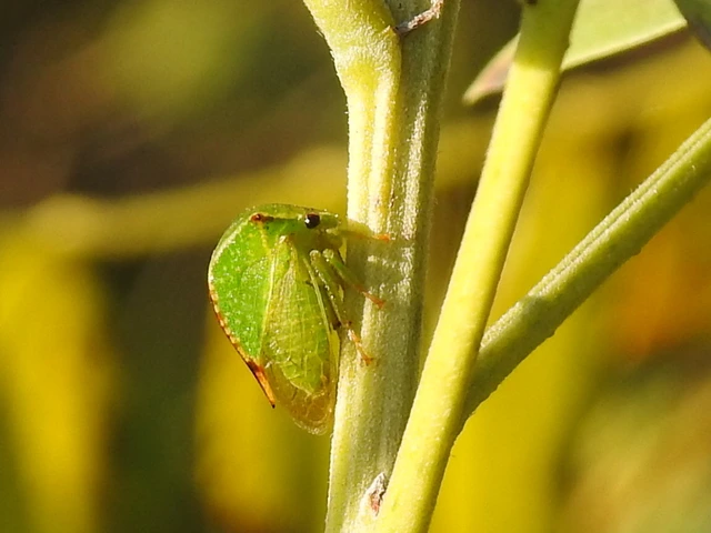 Stictocephala bisonia - bivalykabóca