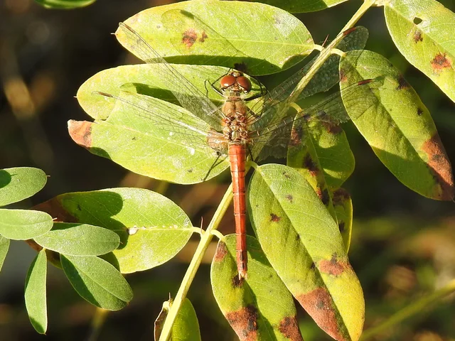 Sympetrum sanguineum - vörös katona-szitakötő