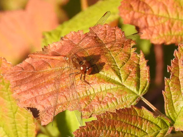 Sympetrum striolatum/vulgatum/meridionale