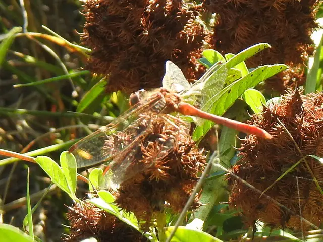 Sympetrum meridionale - fakó katona-szitakötő