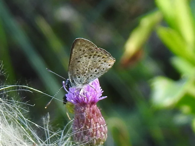 Lycaena tityrus - barna tűzlepke