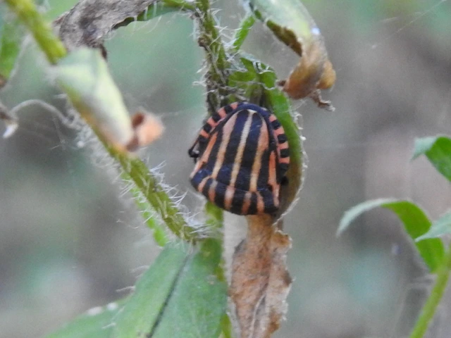 Graphosoma italicum - csíkos pajzsospoloska