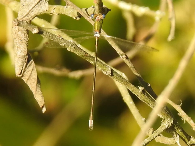 Lestes virens vestalis - kis rablószitakötő