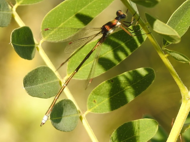 Lestes virens vestalis - kis rablószitakötő