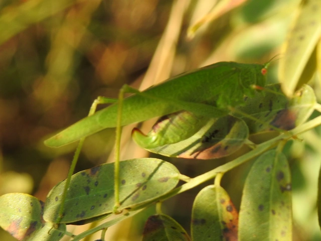Phaneroptera nana - pontozott repülőszöcske