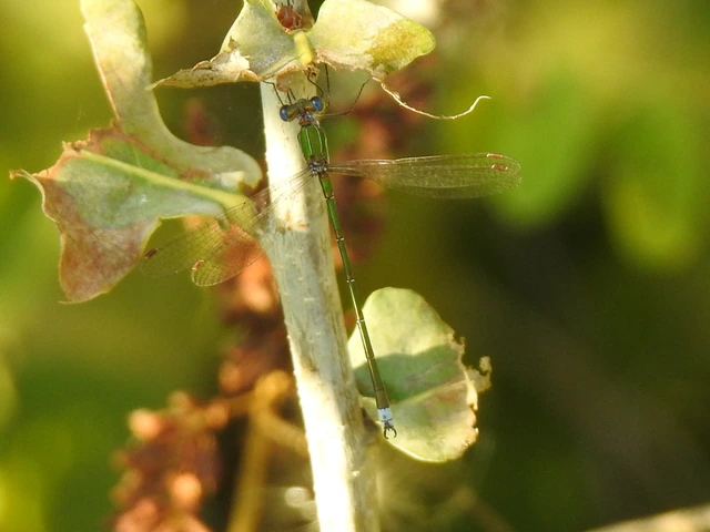 Lestes virens vestalis - kis rablószitakötő