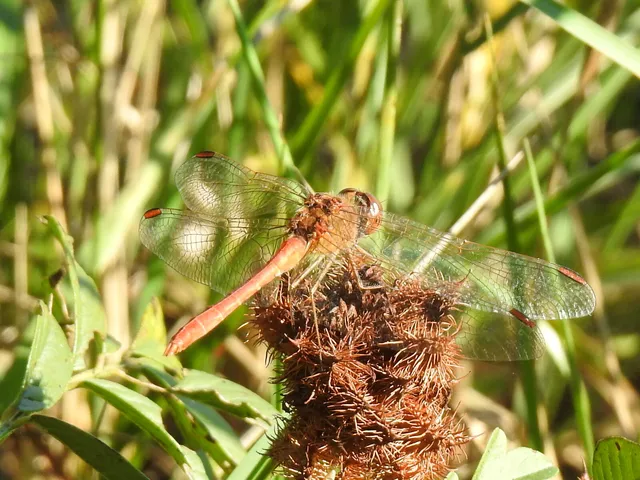 Sympetrum meridionale - fakó katona-szitakötő