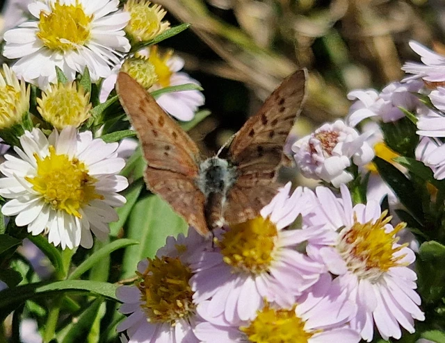 Lycaena tityrus - barna tűzlepke