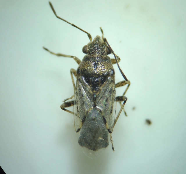 Nysius