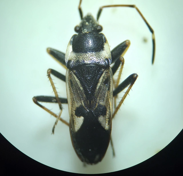 Raglius confusus
