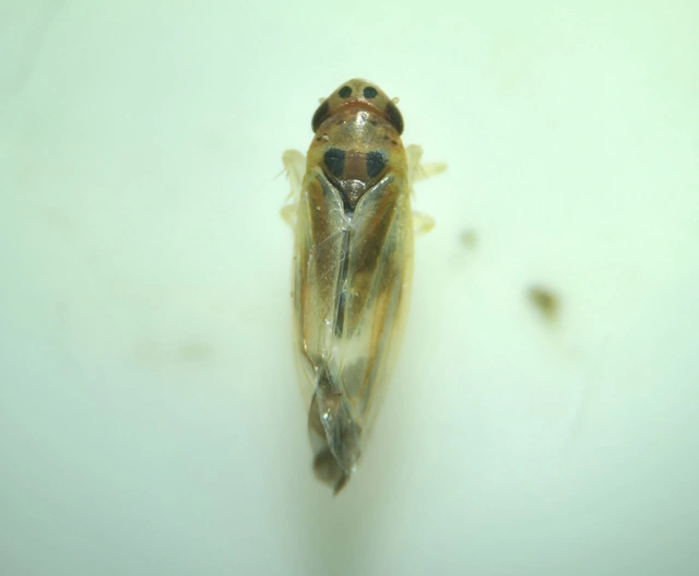 Arboridia