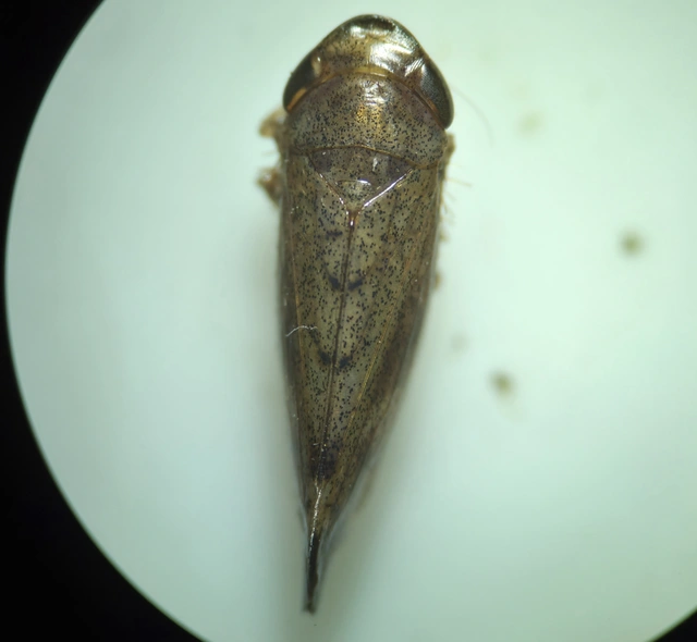 Fieberiella