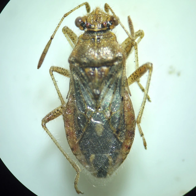 Rhopalidae - üvegpoloskák