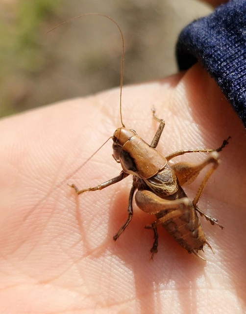 Pholidoptera fallax - galléros avarszöcske