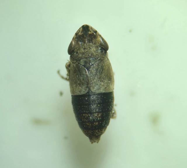 Chiasmus conspurcatus