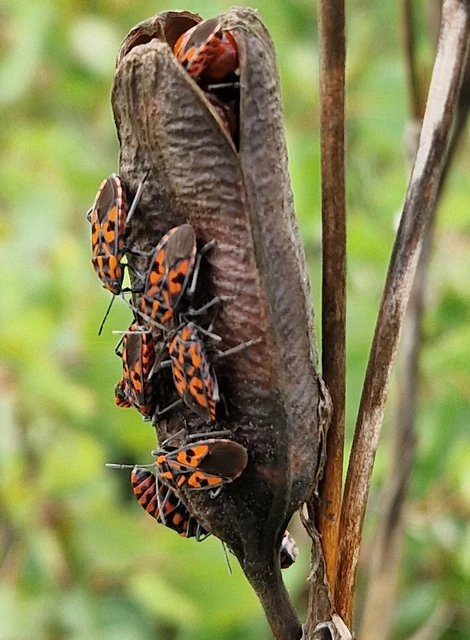 Spilostethus saxatilis - virágbodobács