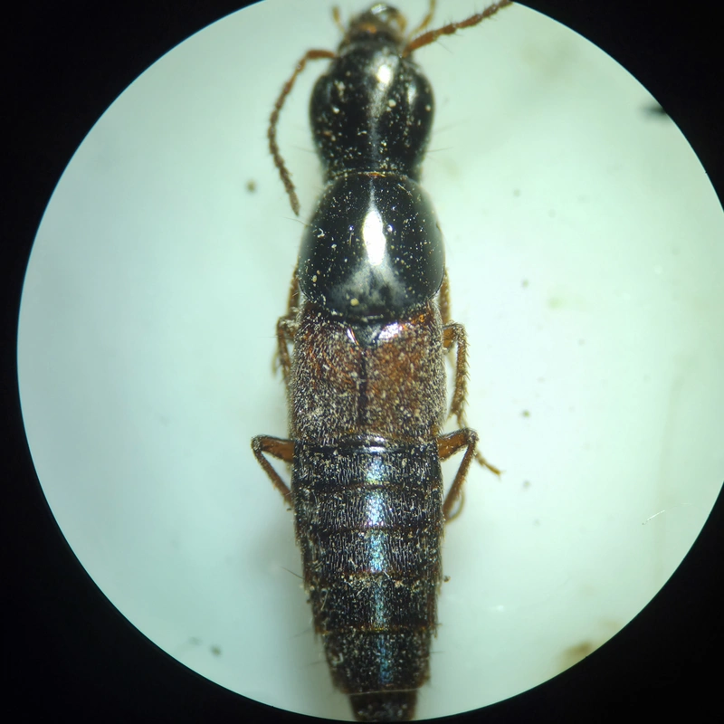 Quedius picipes - avarlakó mohaholyva