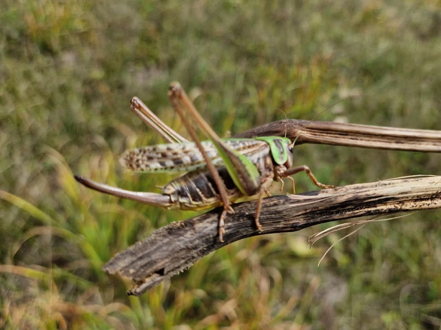 Decticus verrucivorus - szemölcsevő szöcske